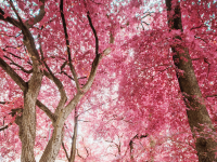 冬に楽しむオーストラリアの桜のお花見！オーバーン桜祭り