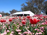 100万本以上の花が咲き誇るキャンベラの花の祭典