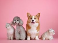 オーストラリアから日本にペットの犬を空輸する手順