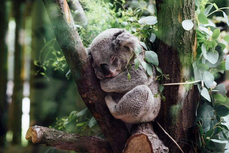 夜の動物園で光のイルミネーションを散策しよう！