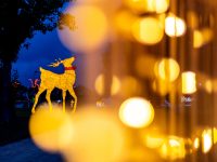 今年も開催中！ハンターバレーのクリスマスイルミネーション