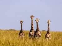 夕暮れのサバンナで過ごすワイルドライフ体験