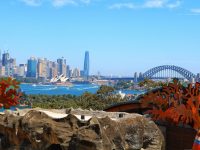 シドニー夏の風物詩、動物園で楽しむ野外コンサート