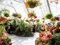 ベゴニア600種が咲き誇る春のフラワーフェスティバル