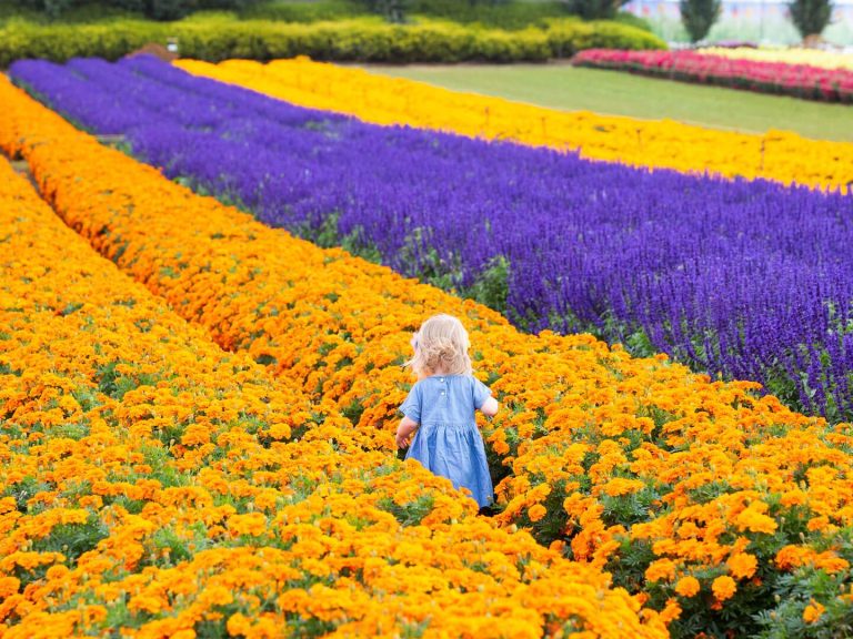 5エーカーの花畑とサーカスが楽しめる春の祭典
