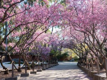 冬に咲くピンクの楽園へ！オーバーンの桜祭り