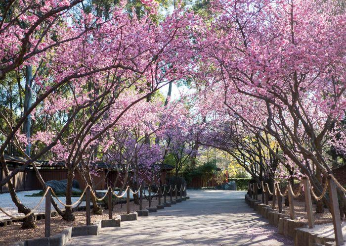 冬に咲くピンクの楽園へ！オーバーンの桜祭り