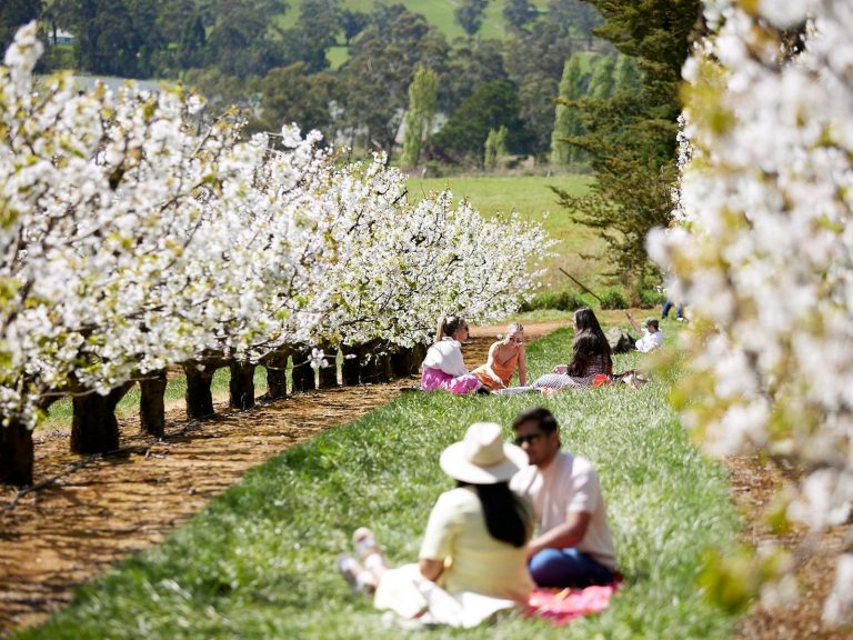 13種類の桜が彩るメルボルンの春の絶景を楽しもう！